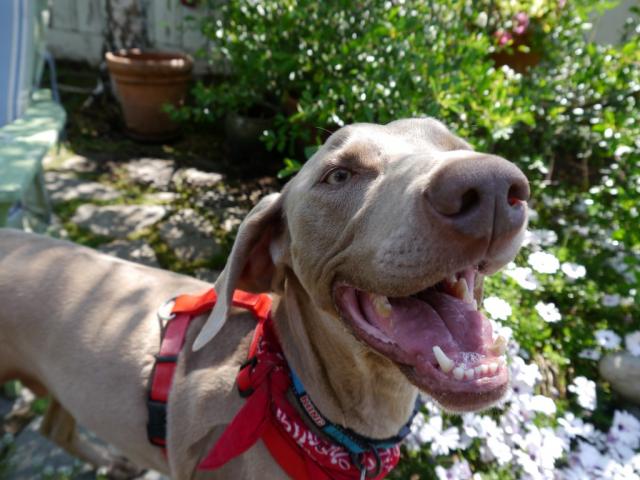 Hero Big Smile 2 (Medium)